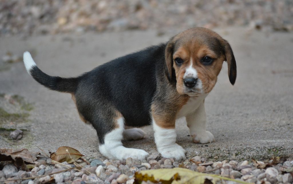 Mondials dogue - Chiot disponible  - Beagle