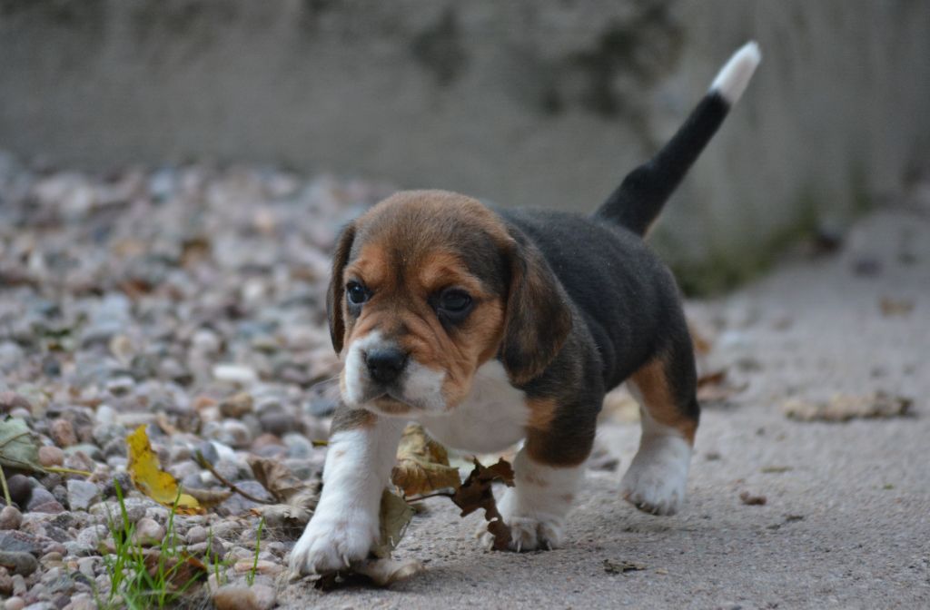 Mondials dogue - Chiots disponibles - Beagle